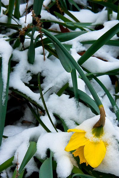 digital photograph of daffodil pushed over by snow