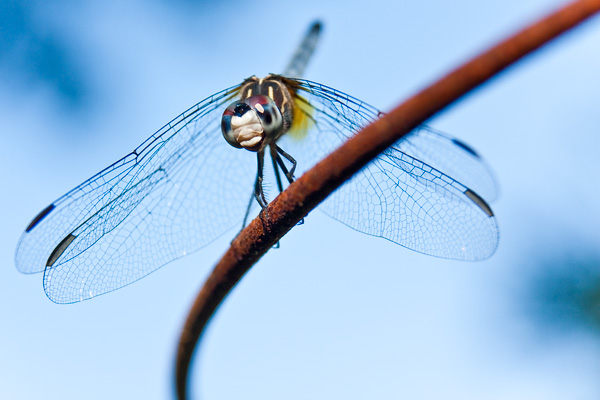 digital photograph of dragonfly