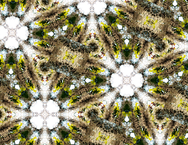 digital photograph of kaleidoscope spanish moss
