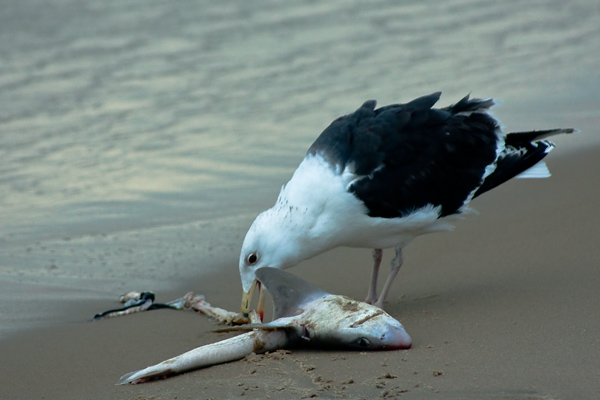 digital photograph of gull feeding on shark remains