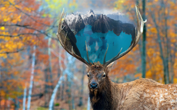 digital composite photographs of majestic elk with lake held high above his head assembled from the web