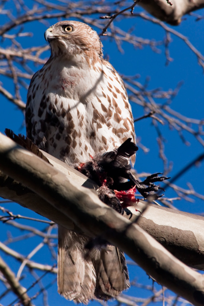 digital photograph of red-tailed hawk with crow